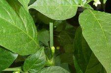 Aji Charapita Yellow, a, 16.08.2025, 14.21 Uhr.jpg Aji Charapita Yellow, a, 16.08.2025, 14.21 Uhr.jpg