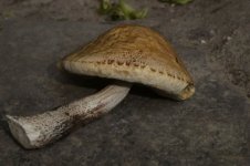 Hainbuchen-Raufuß, b, 16.08.2025, 06.53 Uhr.jpg