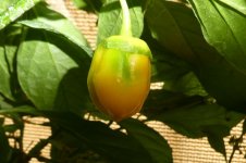 7 Pot Bubblegum Yellow, 17.08.2025, 10.03 Uhr.jpg 7 Pot Bubblegum Yellow, 17.08.2025, 10.03 Uhr.jpg