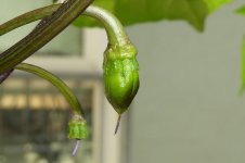 Lava Golem, 18.08.2025, 12.59 Uhr.jpg Lava Golem, 18.08.2025, 12.59 Uhr.jpg