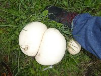 Riesenbovist Calvatia gigantea, Agaricaceae.jpg
