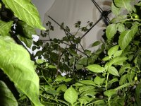 Chili-Urwald, a, 20.08.2025, 20.11 Uhr.jpg Chili-Urwald, a, 20.08.2025, 20.11 Uhr.jpg