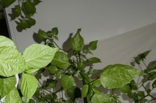 Chili-Urwald, b, 20.08.2025, 20.11 Uhr.jpg Chili-Urwald, b, 20.08.2025, 20.11 Uhr.jpg