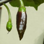 Lava Golem, a, 21.08.2025, 14.44 Uhr.jpg Lava Golem, a, 21.08.2025, 14.44 Uhr.jpg