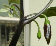 Lava Golem, b, 21.08.2025, 14.44 Uhr.jpg Lava Golem, b, 21.08.2025, 14.44 Uhr.jpg