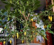 Limon, 21.08.2025, 18.03 Uhr.jpg