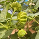 Bazilian Starfish Red, 26.08.2025, 11.01 Uhr.jpg