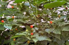 Chiltepin Sonora Red, 26.08.2025, 10.55 Uhr.jpg