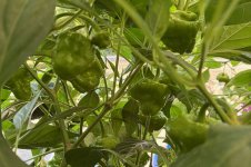 Mushroom Yellow, 26.08.2025, 10.42 Uhr.jpg