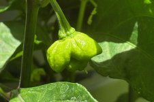 Trinidad Moruga Scorpion Red, 26.08.2025, 10.42 Uhr.jpg