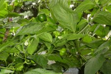 Chili-Urwald, 28.08.2025, 17.22 Uhr.jpg Chili-Urwald, 28.08.2025, 17.22 Uhr.jpg