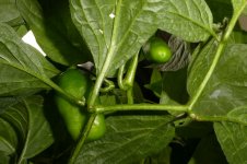 Rocoto Cabe Gondol, a, 28.08.2025, 16.24 Uhr.jpg Rocoto Cabe Gondol, a, 28.08.2025, 16.24 Uhr.jpg