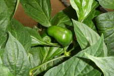 Rocoto Cabe Gondol, b, 28.08.2025, 16.19 Uhr.jpg Rocoto Cabe Gondol, b, 28.08.2025, 16.19 Uhr.jpg