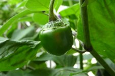 Rocoto Chile de Seda,28.08.2025, 16.43 Uhr.jpg Rocoto Chile de Seda,28.08.2025, 16.43 Uhr.jpg