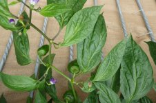 Rocoto Cabe Gondol, a, 28.08.2025, 16.19 Uhr.jpg Rocoto Cabe Gondol, a, 28.08.2025, 16.19 Uhr.jpg