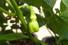 Bhut Jolokia White, 29.08.2025, 10.37 Uhr.jpg Bhut Jolokia White, 29.08.2025, 10.37 Uhr.jpg