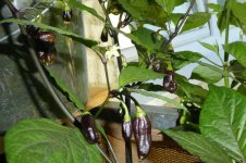 Lava Golem, a, 30.08.2025, 19.04 Uhr.jpg Lava Golem, a, 30.08.2025, 19.04 Uhr.jpg