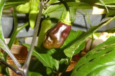 Lava Golem, b, 30.08.2025, 19.05 Uhr.jpg Lava Golem, b, 30.08.2025, 19.05 Uhr.jpg