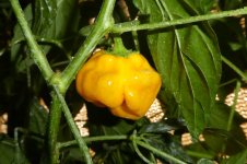 Mushroom Yellow, 01.09.2025, 08.46 Uhr.jpg Mushroom Yellow, 01.09.2025, 08.46 Uhr.jpg