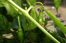 Rocoto Aji Largo, a, 05.09.2025, 17.26 Uhr.jpg Rocoto Aji Largo, a, 05.09.2025, 17.26 Uhr.jpg