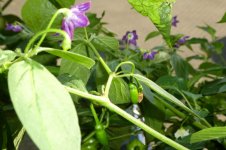 Rocoto Aji Largo, b, 05.09.2025, 17.27 Uhr.jpg Rocoto Aji Largo, b, 05.09.2025, 17.27 Uhr.jpg