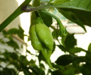 Carolina Reaper Red, 06.09.2025, 16.22 Uhr.jpg Carolina Reaper Red, 06.09.2025, 16.22 Uhr.jpg