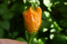 Ethiopian Peppertree x Lemon Drop, a, 07.09.2025, 16.04 Uhr.jpg Ethiopian Peppertree x Lemon Drop, a, 07.09.2025, 16.04 Uhr.jpg