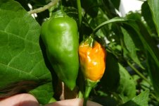 Ethiopian Peppertree x Lemon Drop, b, 07.09.2025, 16.06 Uhr.jpg Ethiopian Peppertree x Lemon Drop, b, 07.09.2025, 16.06 Uhr.jpg