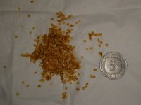 Chiltepin Sonora Red, Saatgut, 10.09.2025, 20.36 Uhr.jpg Chiltepin Sonora Red, Saatgut, 10.09.2025, 20.36 Uhr.jpg