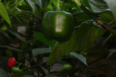 Rocoto Chile de Seda, 11.09.2025, 19.18 Uhr.jpg Rocoto Chile de Seda, 11.09.2025, 19.18 Uhr.jpg