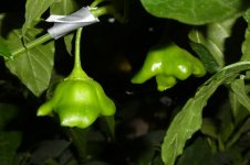 Bishop's Crown Red, 11.09.2025, 19.12 Uhr.jpg Bishop's Crown Red, 11.09.2025, 19.12 Uhr.jpg