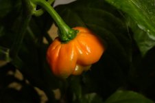 Trinidad Moruga Scorpion Red, 11.09.2025, 17.59 Uhr.jpg Trinidad Moruga Scorpion Red, 11.09.2025, 17.59 Uhr.jpg