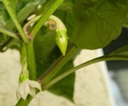 Scarlet Lantern Peru, 11.09.2025, 18.03 Uhr.jpg Scarlet Lantern Peru, 11.09.2025, 18.03 Uhr.jpg