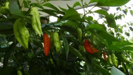 Dorset Naga Red, 13.09.2025, 18.34 Uhr.jpg