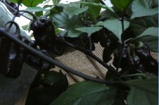 Lava Golem, a, 13.09.2025, 19.30 Uhr.jpg