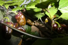 Lava Golem, b, 13.09.2025, 19.30 Uhr.jpg Lava Golem, b, 13.09.2025, 19.30 Uhr.jpg