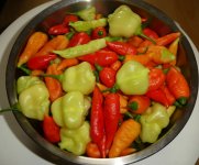 Chili-Ernte, a, 14.09.2025, 16.59 Uhr.jpg