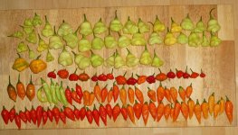 Chili-Ernte, b, 14.09.2025, 17.17 Uhr.jpg Chili-Ernte, b, 14.09.2025, 17.17 Uhr.jpg