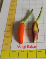 Asagi Bakan_bearbeitet-1.jpg