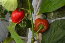 Rocoto Cabe Gondol, 30.09.2025, 07.57 Uhr.jpg