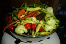 Chili-Ernte, 397 Chilis, c, 30.09.2025, 19.41 Uhr.jpg