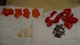 Saatgut, Zébrange + Cabe Gondlo, 02.10.2025, 10.28 Uhr.jpg
