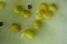 Kyoto-Pepper, erfolgreiche Keimprobe, b, 06.10.2025, 07.11 Uhr.jpg