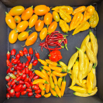 202501007_AF_(1).png