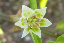 Chili-Blüte, unbestimmt, b, OKW, 09.10.2025, 17.02 Uhr.jpg