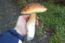 Steinpilz, b, 11.10.2025, 08.45 Uhr.jpg