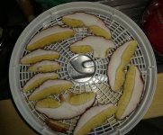 Steinpilze im Dörrer, a, 11.10.2025, 10.01 Uhr.jpg