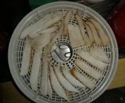 Steinpilze im Dörrer, b, 11.10.2025, 10.05 Uhr.jpg Steinpilze im Dörrer, b, 11.10.2025, 10.05 Uhr.jpg