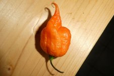 Carolina Reaper Red, 12.10.2025, 09.02 Uhr.jpg