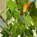 Ethiopian Peppertree x Lemon Drop, F3, 14.10.2025, 16.37 Uhr.jpg